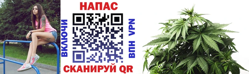 Каннабис Amnesia  дарнет шоп  Кореновск 